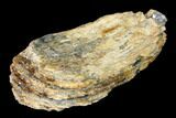 Partial Woolly Mammoth Molar - North Sea Deposits #149867-1